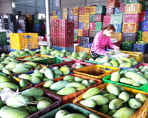 Chợ Mới khắc phục khó khăn, nỗ lực thực hiện “mục tiêu kép”