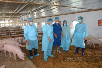 Nam Định: "Đổ" tiền tỷ vào nuôi lợn theo cách mới lạ, ông nông dân này nuôi đâu thắng đó