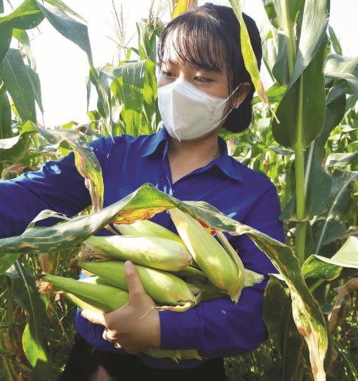 An Giang phát huy sức trẻ, tình nguyện vì cộng đồng