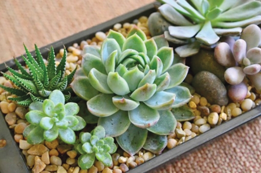 Khởi nghiệp từ sen đá