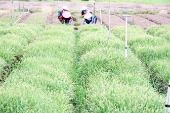 Chuyển đổi cơ cấu cây trồng trên vùng đất lúa kém hiệu quả