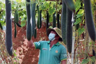 Trồng giống dây leo cho quả trái vụ, 3 tháng nông dân Sơn La “bỏ túi” trên 100 triệu