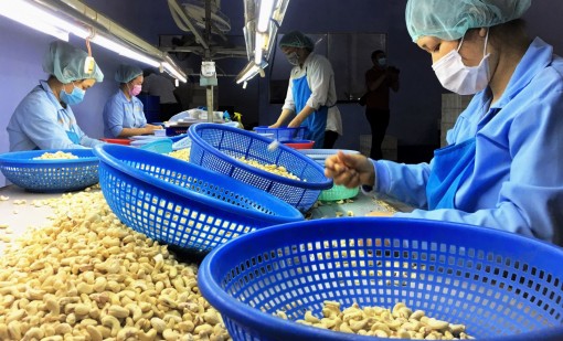 Hạt điều Việt Nam tăng thị phần tại Nga