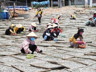 Nhộn nhịp nghề hấp cá ở Ninh Thuận