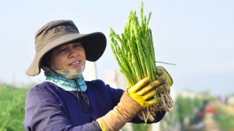 Loại "rau hoàng đế" đắt bậc nhất Việt Nam sẽ được chào bán ở Úc