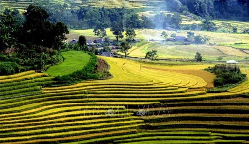 Mùa vàng trên Tả Lèng, Lai Châu