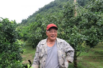 Lạng Sơn: U60 dân tộc Tày "liều" trồng thứ cam đặc sản của người Kinh, ai ngờ thu cả tỷ đồng mỗi năm