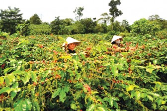 Tái canh cây cà phê theo hướng sản xuất hữu cơ