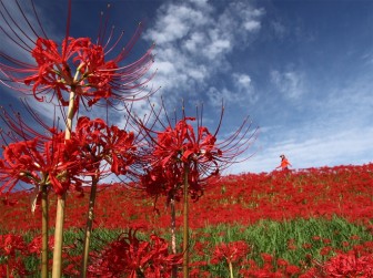 Cảnh sắc đẹp như tranh vẽ của mùa hoa bỉ ngạn nở đỏ rực trời Nhật Bản