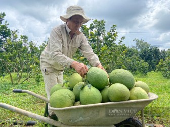 Đồng Nai: Thành "vùng xanh", nông dân nơi này thoải mái bán củ đậu, bưởi, dê, cá