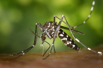 Đột phá trong nghiên cứu vaccine ngừa bệnh chikungunya sau 5 thập kỷ