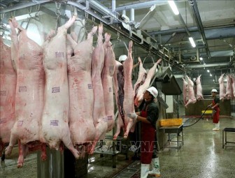 Giá lợn hơi trong dân xuống dưới 50.000 đồng/kg