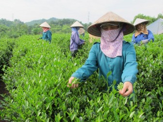 Được thị trường Đài Loan ưa chuộng số 1, nhưng giá loại nông sản này của Việt Nam chỉ bằng 1/3 đối thủ