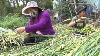 Nông dân giỏi trên vùng cù lao Phú Tân
