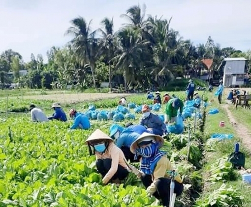 Chợ Mới hỗ trợ tiêu thụ nông sản, giúp dân vượt qua dịch COVID-19