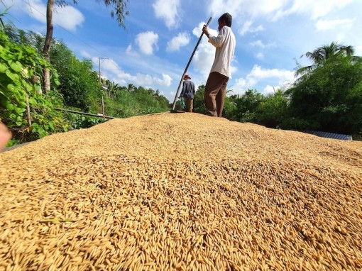 Giá thành sản xuất lúa hè thu ở ĐBSCL lên cao nhất kể từ năm 2018