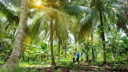 Cặp đôi Bến Tre 'bỏ phố về quê' làm nông trại đẹp như khu du lịch