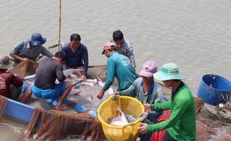 Duy trì sản xuất cá tra