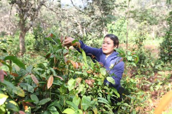 Lâm Đồng: Trồng rau rừng có cái tên lạ trong rẫy cà phê, hái đọt non bán đắt tiền, hái bao nhiêu bán hết veo