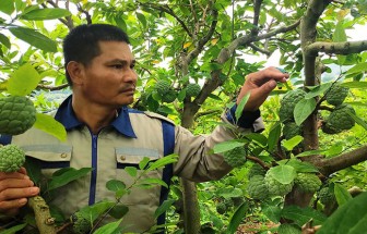 Hải Dương: Bí quyết trồng na trái vụ thu tiền gấp đôi của nông dân Chí Linh