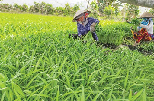 Giá nhiều loại rau củ quả tăng