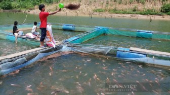 Quảng Nam: Nhiều thanh niên khởi nghiệp bằng nuôi bò, thả cá đã vươn lên làm giàu