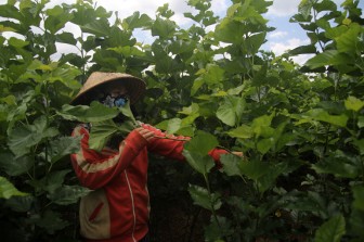 Lâm Đồng: Giá kén bất ngờ tăng cao, nông dân lại hào hứng trồng dâu nuôi tằm