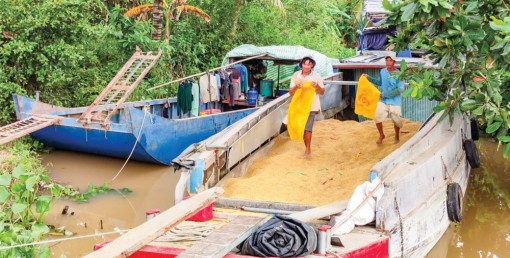 Giá lúa tăng trở lại