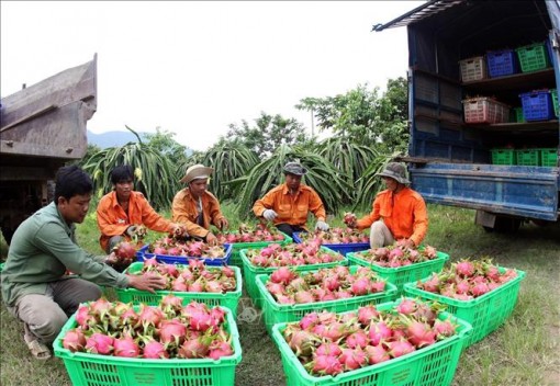 Mở rộng thị trường, tạo đầu ra ổn định cho trái thanh long