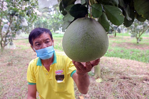 Hậu Giang: Cũng là bưởi da xanh, nhưng nông dân ở đây trồng kiểu gì để bán trái giá cao hơn thị trường?