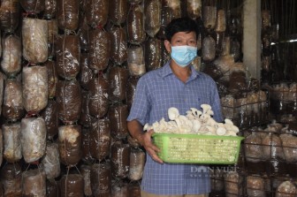 Quảng Bình: Trồng nấm la liệt trong nhà, một nông dân lãi hàng trăm triệu