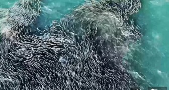 Màn 'khiêu vũ' tuyệt đẹp của đàn cá khổng lồ trong đại dương