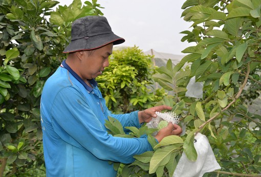 Châu Thành: Đẩy mạnh chuyển dịch cơ cấu nông nghiệp