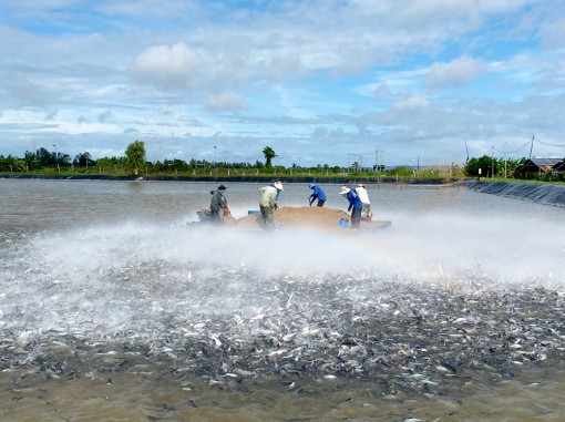 Ngành hàng thủy sản tập trung phục hồi sản xuất