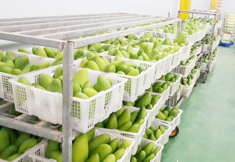 An Giang có gần 18.000ha cây ăn trái