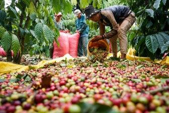 Giá cà phê biến động tăng "dữ dội", xuất khẩu bội thu 2,23 tỷ USD