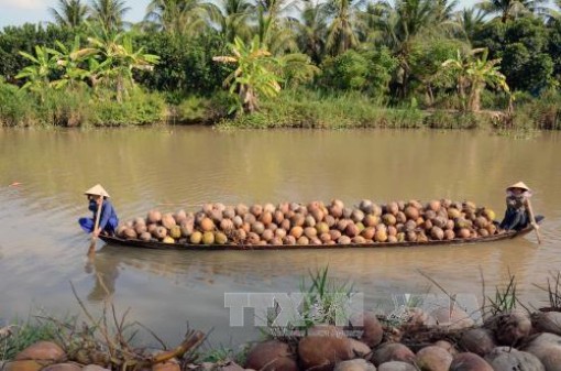 Giá dừa khô ở Trà Vinh tăng 30.000 đồng/chục