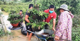 Bình Định: Trồng mai vàng bán tết, nông dân hò nhau hối hả đưa cây đi chạy lũ