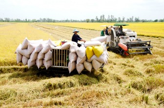 Giá lúa thu đông đầu vụ tăng cao, nông dân phấn khởi