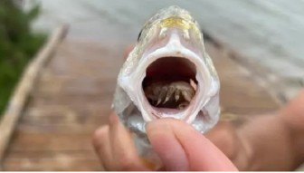 Ký sinh trùng làm ổ trong miệng cá, ăn sạch lưỡi vật chủ