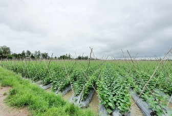 Ngành nông nghiệp huyện Châu Thành: Sản xuất thích ứng tình hình mới