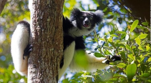 Phát hiện sốc vượn cáo ở Madagascar biết hát có nhịp điệu