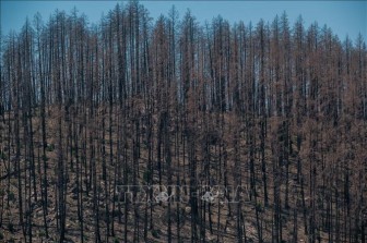 Giới khoa học đi tìm nguyên nhân gây nạn cháy rừng tồi tệ ở miền Tây nước Mỹ
