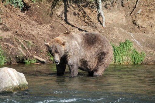 Cuộc thi kỳ lạ tìm kiếm đệ nhất gấu béo Alaska