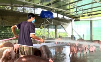 Giá thức ăn tăng gây khó khăn cho hộ chăn nuôi heo