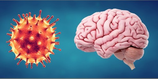 Virus SARS-CoV-2 không lây sang các tế bào não ở người mắc COVID-19