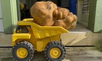 Đào được củ khoai tây khổng lồ nặng gần 8kg ở New Zealand