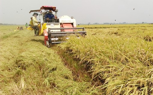 Tăng lợi nhuận cho người trồng lúa