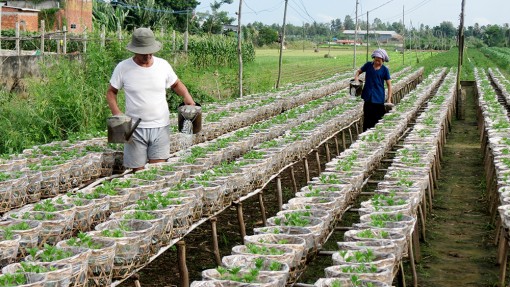 Trăn trở vụ hoa Tết