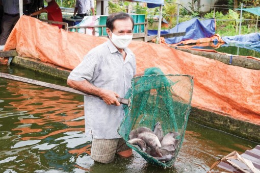 Nuôi cá tai tượng trong bể - mô hình nông nghiệp đô thị hiệu quả